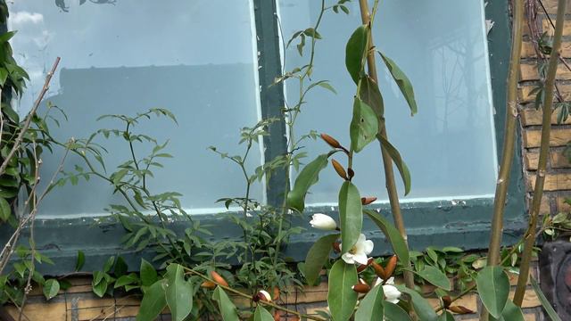 Magnolia 'Fairy Cream', The Ultimate Springtime Feeling!