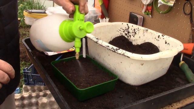 How to Grow Zinnias | Potting Up Zinnias | Gardening for Beginners смотреть онлайн