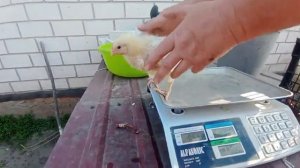 Вес бройлера в 14 дней.??