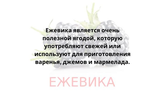 Ягоды: Ежевика. Карточки Домана. общееразвитие развитиеребёнка