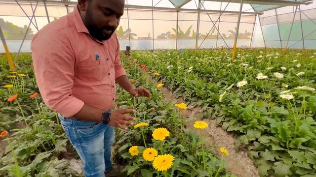 Gerbera cultivation in polyhouse | flowers farming | off season tech. | Jharbera ki kheti | 2022-23 смотреть онлайн