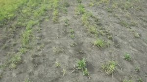 гербицид по картофелю