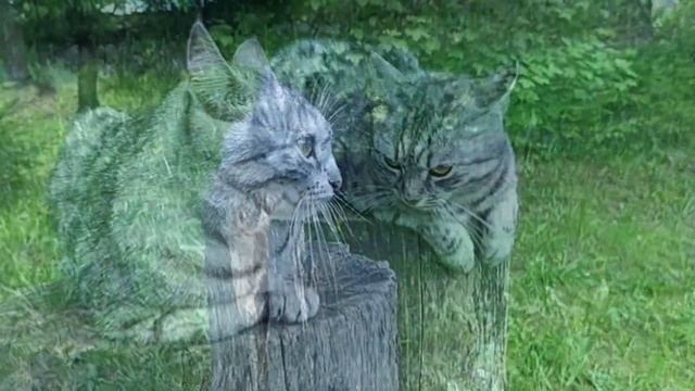 Кошка Муся позирует перед камерой? /Красивая кошка на природе /Кошка сидит на колоде смотреть онлайн