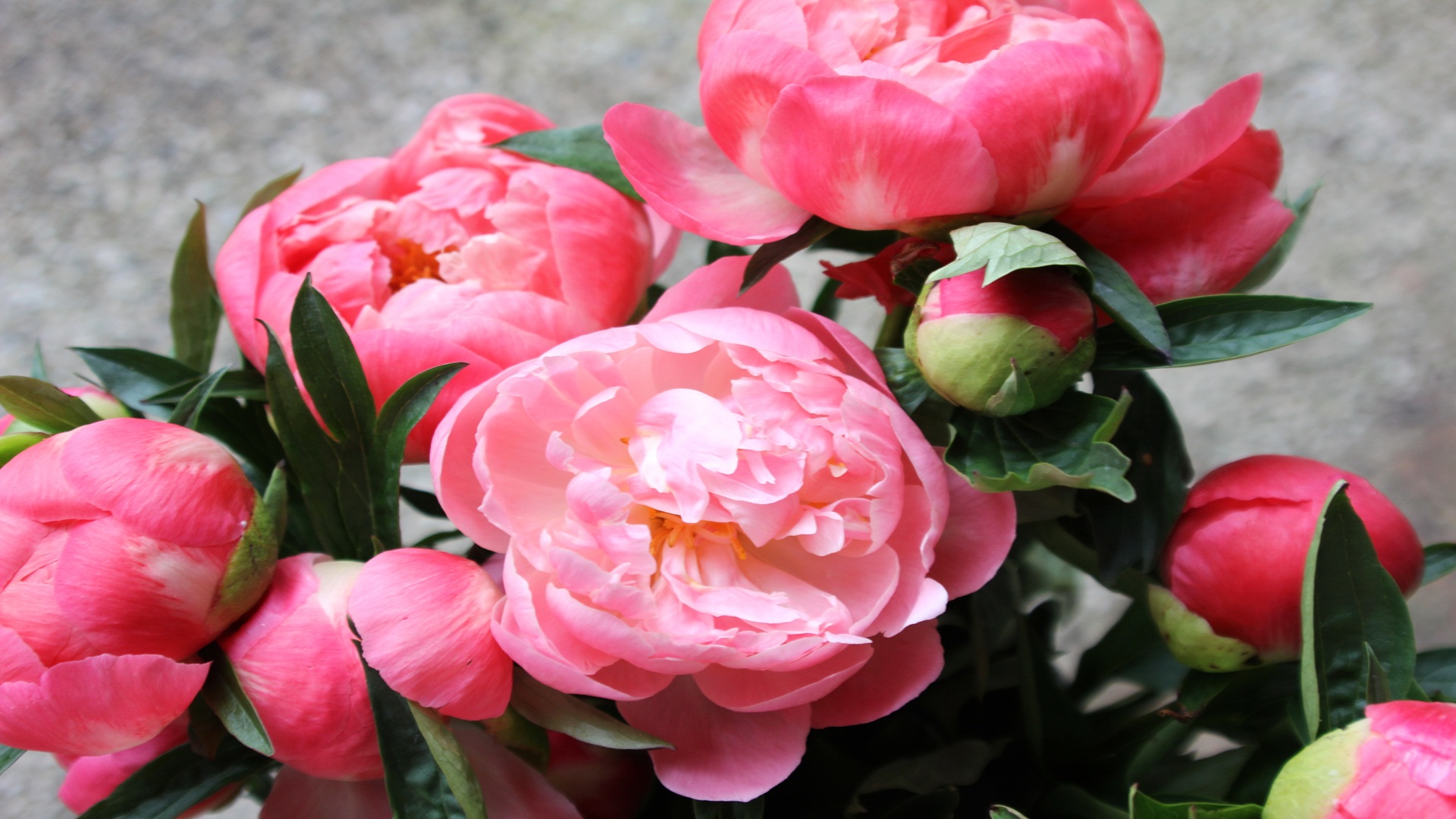 6-ИЮНЬ..БАРКАРОЛА..mp4 смотреть онлайн