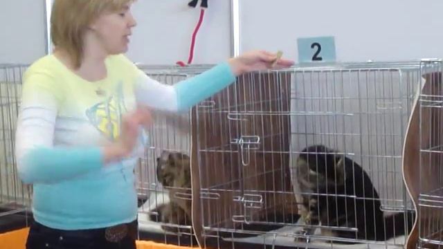 Питомник мейн-кунов Red Gates: Ursulina Forest Pride*RU на TICA смотреть онлайн