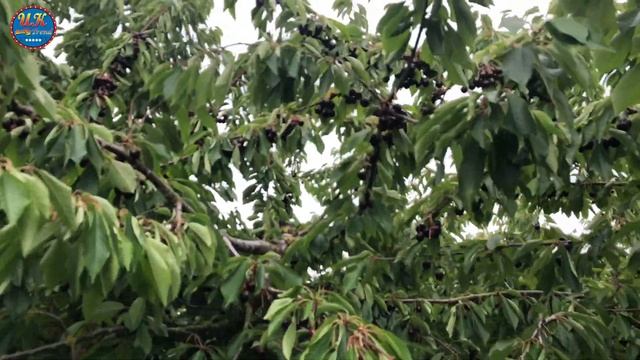 Cherry picking смотреть онлайн