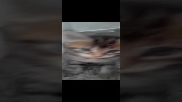 Тимоха снова здесь смотреть онлайн