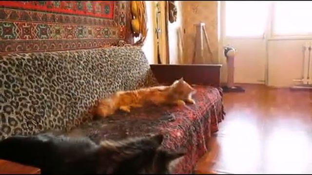 Питомцы Аргун К_