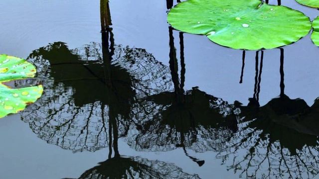 Жертва и палач. Закон Отражения в нынешней реальности.