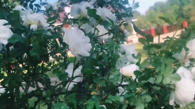 Роза парковая ( окультуренный шиповник) смотреть онлайн