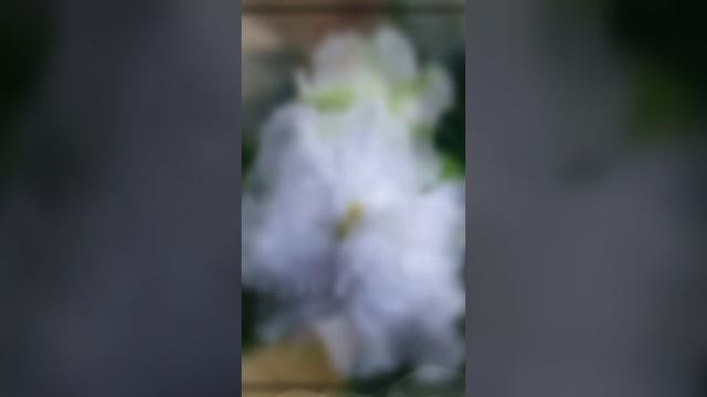 ФИАЛКИ ВЕСНОЙ. СОРТ ФИАЛКИ РМ- КОРОЛЕВСКИЕ КРУЖЕВА. ФОТО ОБЗОР. смотреть онлайн