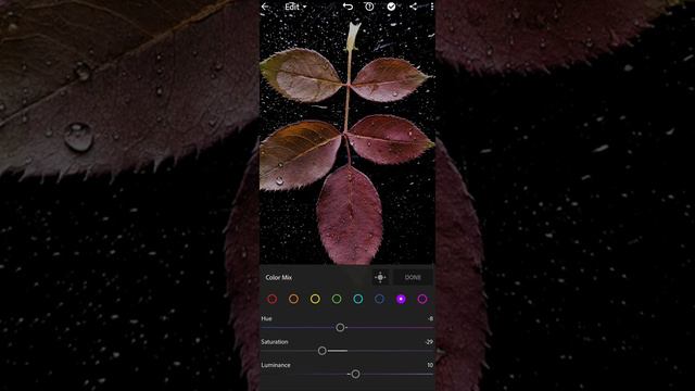 Rose leaves photography and editing video... status videos. DJ Kantik..❤️ смотреть онлайн