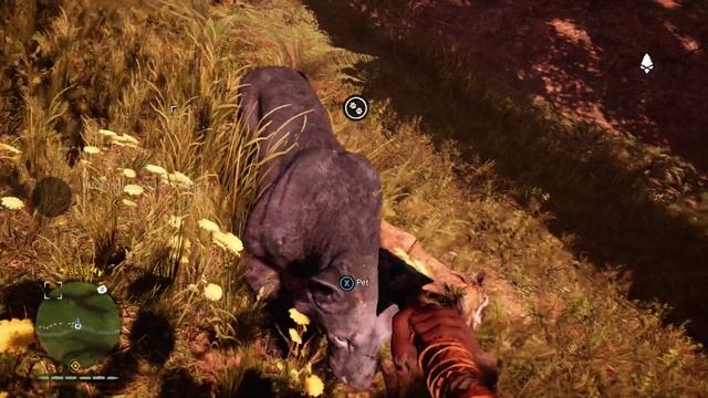 Where to Find Rare Black Lion Far Cry Primal Animal & Beast Taming смотреть онлайн