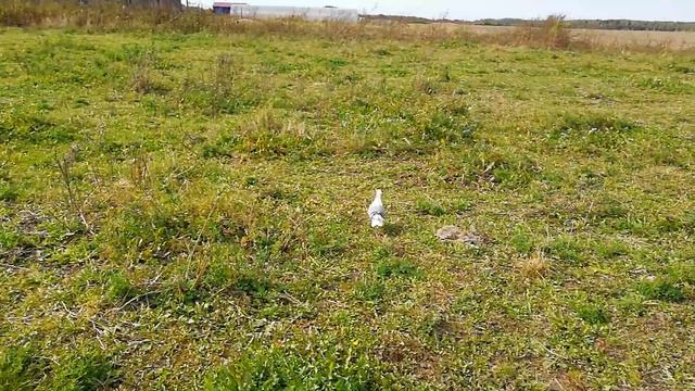 хотим забрать голубя домой смотреть онлайн