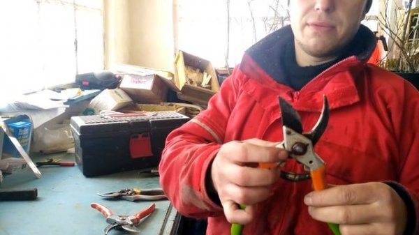 Какой секатор купить? Оазис и Shtil.