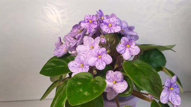 РС-Клад (полуминиатюрный трейлер) смотреть онлайн