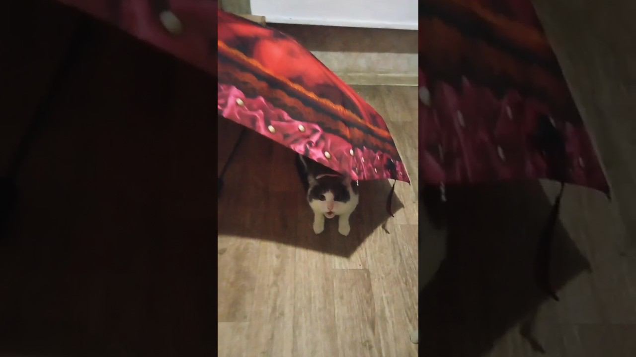 Есть я и ты, а все что кроме, легко уладить с помощью зонта☔ #добро #кот #мурзик #осень #зонтик смотреть онлайн