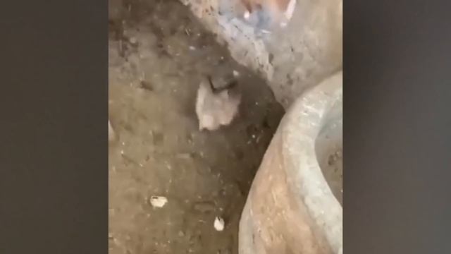 ЛОШАДЬ Напала На КРОКОДИЛА! Вот Что Было Дальше... смотреть онлайн