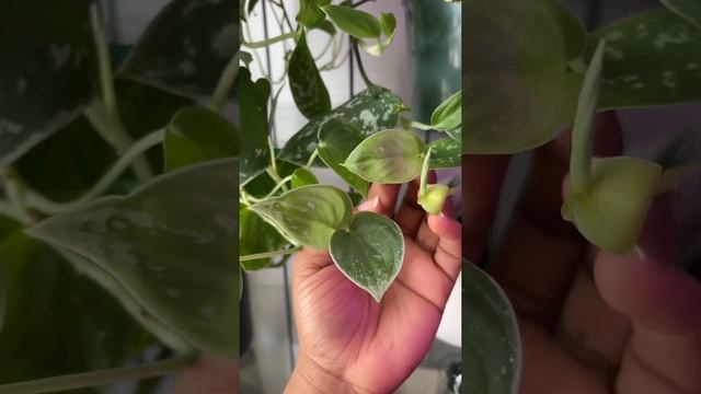 Scindapsus Pictus Silvery Anne (R) VS. Scindapsus Pictus Argyraeus (L) смотреть онлайн