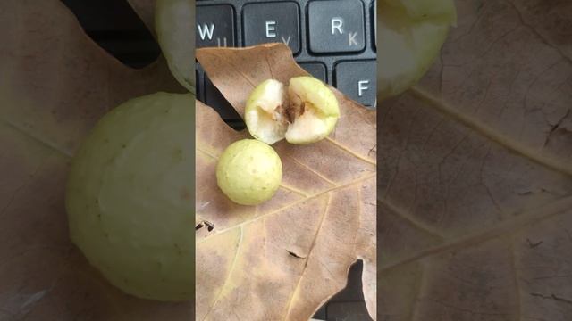 Чернильные шарики (галлы) на листья дуба- что это? смотреть онлайн