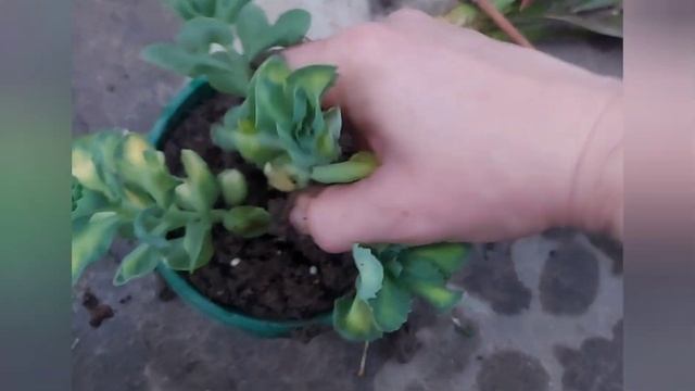 SADNJA ŠARENOG SEDUMA ,SEDUM ALBOROSEUM MEDIOVARIEGATUM#bastovanstvo#cvece