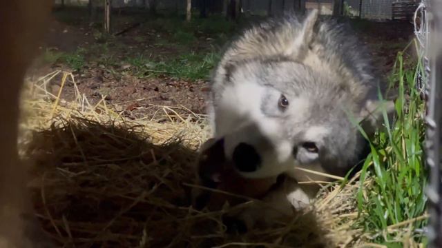 Wolf-malamute hybrid lives with Russian wolf ‼️ смотреть онлайн