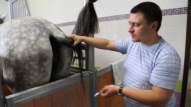 подготовка кобылы к искусственному осеменению смотреть онлайн