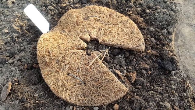 Если клематис не вырос весной . Clematis .