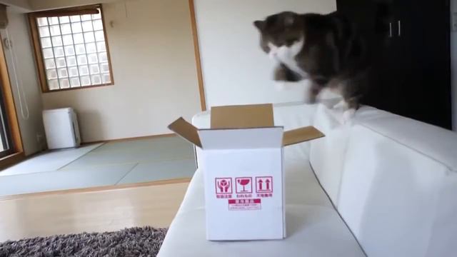 Коты как вода! смотреть онлайн