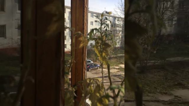 Лоджия-теплица!!! За окном холодина, а у меня зреет урожай!!! смотреть онлайн