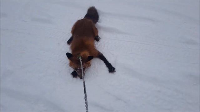Лис Дальнобойщик - Поездка за город - Лиса в Машине - Жизнь с Лисой / MIKI THE FOX смотреть онлайн