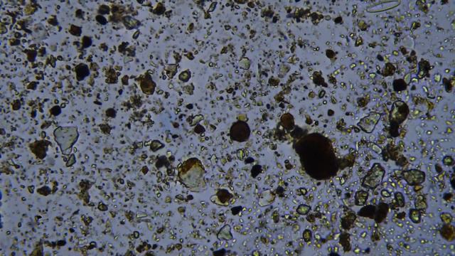 Fungal Spore 1 смотреть онлайн
