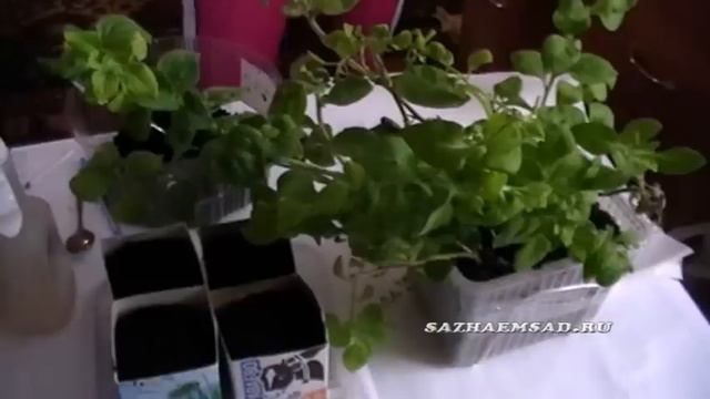 Черенкований петуний смотреть онлайн