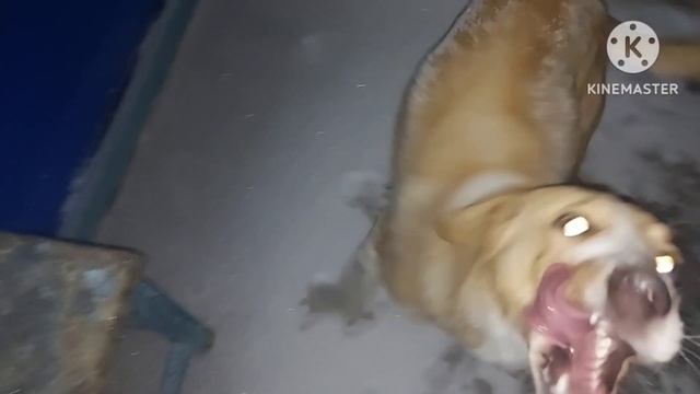 Жизнь в селе#Казахстан#Целый день буран.Куры несутся. смотреть онлайн