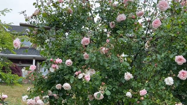 New Dawn climbing rose after rain on 13 th June 2023 смотреть онлайн