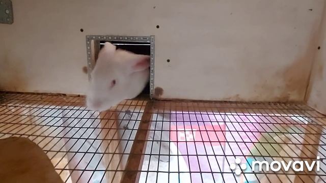 Обзор хозяйства. Кролики породы Белые Великаны и Фландер. Мои крольчихи чистопородный Белые Великан смотреть онлайн