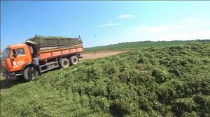 ЗАГОТОВКА СЕНАЖА. СЕНАЖ ИЗ ЛЮЦЕРНЫ И КОЗЛЯТНИКА. Весь процесс в одном видео.