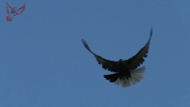 Что за стиль полёта?...