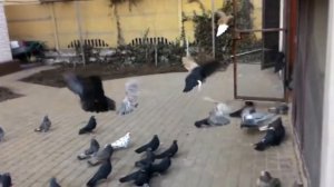 Николаевские голуби города Мариуполь. Заводчик Владимир Коломоец.