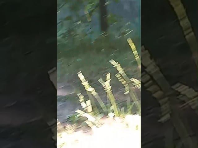 Выводок уток в Лосиноостровском заповеднике @утята@лосиный остров@живаяприрода