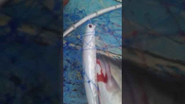 Duo tide Minnow 145-SLD-F ivory Halo levrek avı смотреть онлайн