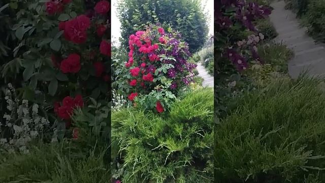 канадка Хоуп оф хьюманити, плетистая Фламментанц и клематис Варшавска найк смотреть онлайн