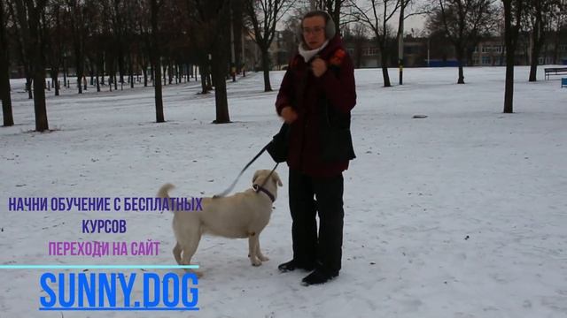 Собака не слушается при других собаках || Как научить собаку слушать вас при другой собаке? смотреть онлайн