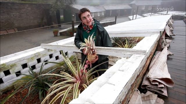 Самый Дорогой Фрукт в Истории ? 16000 Долларов за штуку ! смотреть онлайн