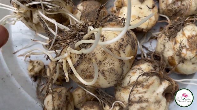 КАКИЕ ЛУКОВИЧНЫЕ САЖАЕМ ПЕРВЫМИ И ПОЧЕМУ смотреть онлайн