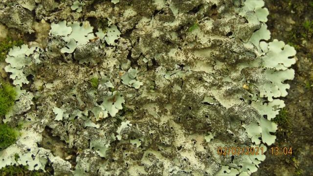 Xanthoparmelia conspersa the peppered rock shield Greece by Theo смотреть онлайн