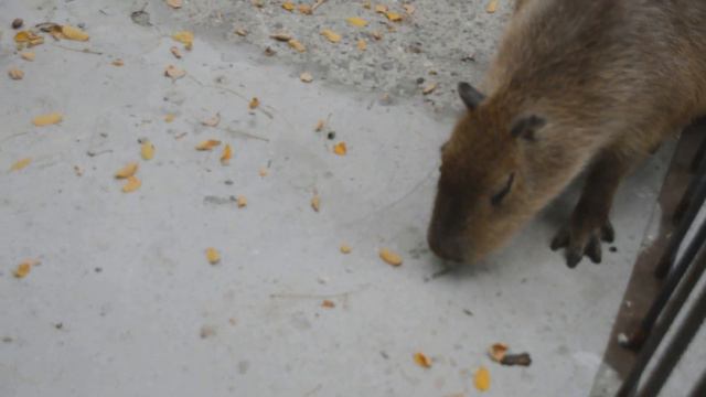 Милый дружок Капитошка! смотреть онлайн