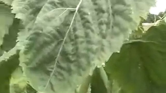 Канадский кондитерский подсолнечник смотреть онлайн