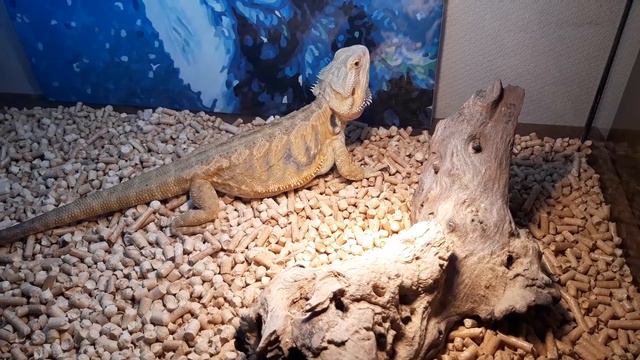 Злой дракон