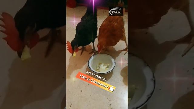 The chickens are having breakfast with boiled eggs!!The Hens doing Breakfast with Boiled Egg смотреть онлайн